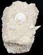 Eocene Fossil Gastropod (Globularia) - Damery, France #32432-4